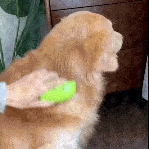 Cepillo Vapor Recargable para Mascotas
